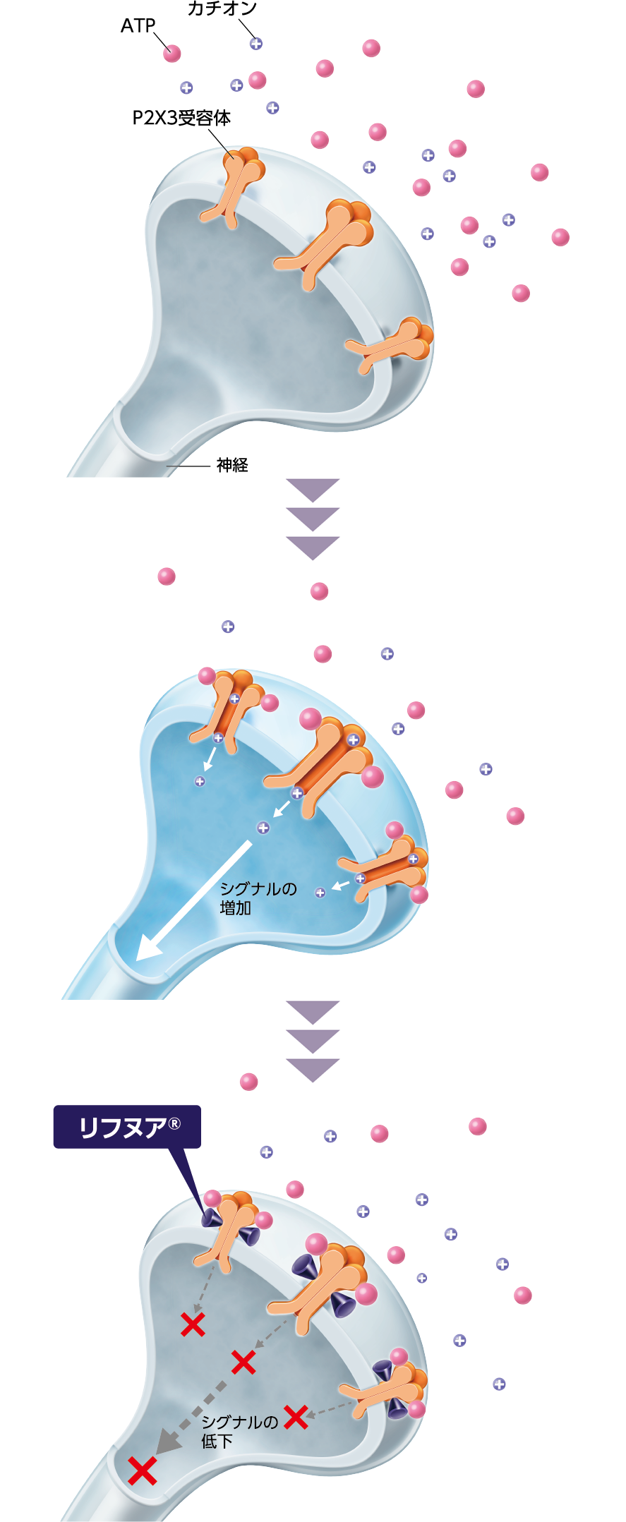 リフヌア®錠の作用 イメージ図